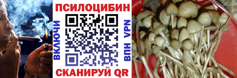 кракен зеркало  Шарья  Галлюциногенные грибы Psilocybe 